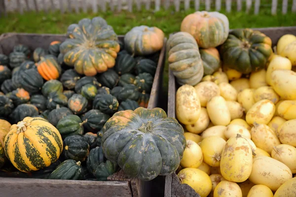Várias abóboras biológicas frescas e saudáveis no mercado agrícola dos agricultores no Outono . — Fotografia de Stock