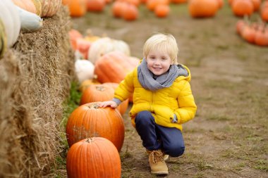 Sonbaharda balkabağı çiftliğinde gezen küçük çocuk. Dev balkabağının yanında oturan çocuk.