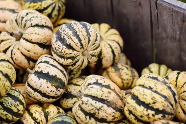 Sonbaharda çiftçi tarım pazarında taze sağlıklı biyo kabaklar. Kabak Geleneksel sebze Amerikan tatillerinde kullanılan - Cadılar Bayramı ve Şükran Günü.