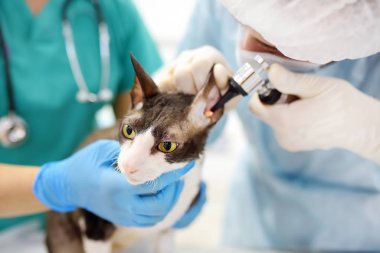 İki veteriner doktor veteriner kliniğinde otoskop ile cins Cornish Rex kedi kulakları kontrol.