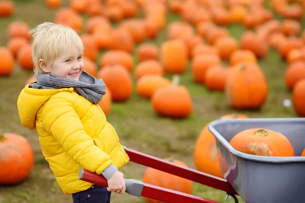 Little boy on a tour of a pumpkin farm at autumn. Child sitting on giant pumpkin. Pumpkin is traditional vegetable used on American holidays - Halloween and Thanksgiving Day.