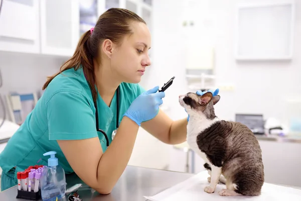 Tierarzt überprüft Sehvermögen einer Katze der Rasse Cornish rex — Stockfoto