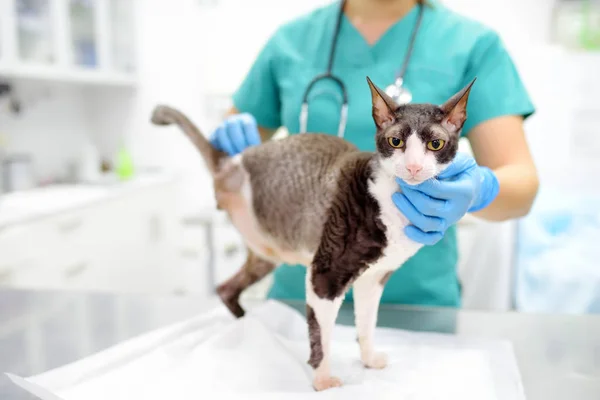 Veterinarian examines a cat of a disabled Cornish Rex breed in a veterinary clinic. The cat has only three legs. — Stock Photo, Image
