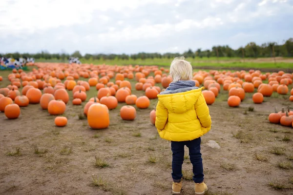 Malý chlapec se na podzim baví na turné po dýňové farmě. Dítě stojící na poli obrovských dýní. — Stock fotografie