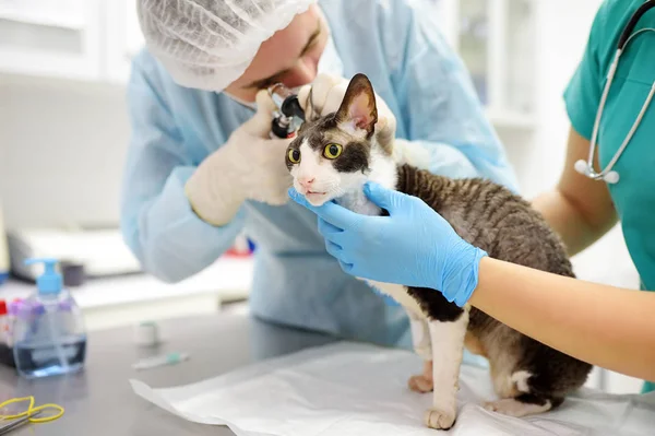 Dos médicos veterinarios revisando las orejas de gato de la raza Cornish Rex con otoscopio en clínica veterinaria . —  Fotos de Stock