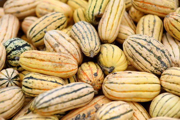 Abóboras biológicas saudáveis frescas no mercado agrícola dos agricultores no Outono. Abóbora é vegetal tradicional usado em feriados americanos Dia das Bruxas e Ação de Graças . — Fotografia de Stock