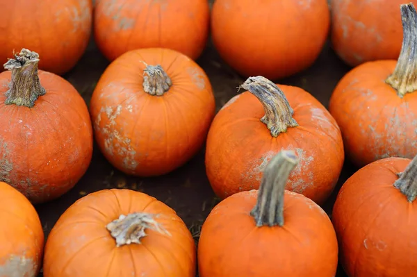 Giant heap of fresh large healthy bio pumpkins on agricultural farm at autumn. — Stock Photo, Image