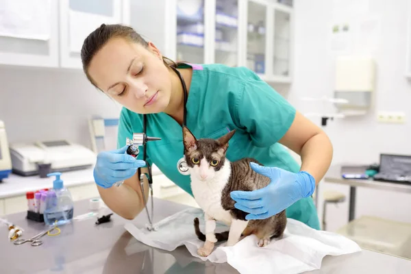 Médico veterinario revisando las orejas de gato de la raza Cornish Rex con otoscopio en clínica veterinaria . —  Fotos de Stock