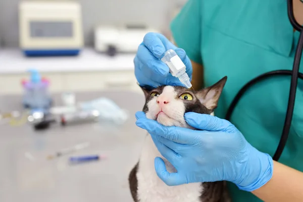 Veterinary doctor checks eyesight of a cat of the breed Cornish Rex. Her apply drops to the eyes of pet. — 스톡 사진