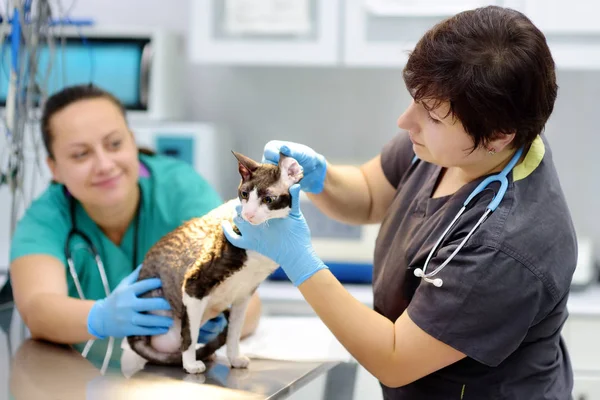 İki veteriner doktor veteriner kliniğinde cins Cornish Rex kedi kulakları kontrol. — Stok fotoğraf