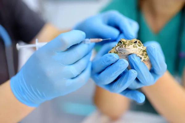 Dva veterináři si prověřuje ropucha a dávají injekci na veterinární klinice. Exotická zvířata. — Stock fotografie