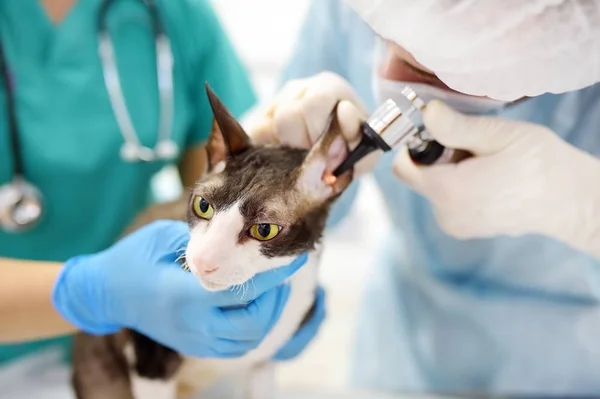 Dos médicos veterinarios revisando las orejas de gato de la raza Cornish Rex con otoscopio en clínica veterinaria . —  Fotos de Stock