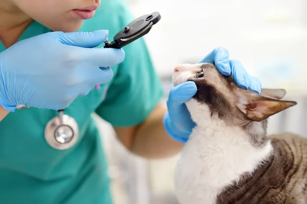 Veterinär läkare kontrollerar synen av en katt av rasen Cornish Rex — Stockfoto