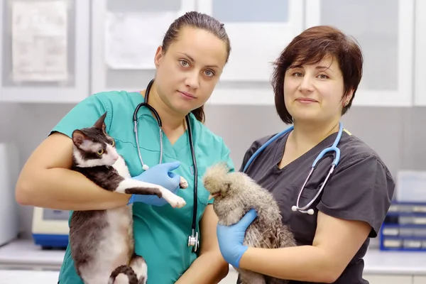Médicos de la clínica veterinaria en el trabajo. Los veterinarios tratan a diferentes pacientes: mamíferos, aves, reptiles y otras mascotas . — Foto de Stock
