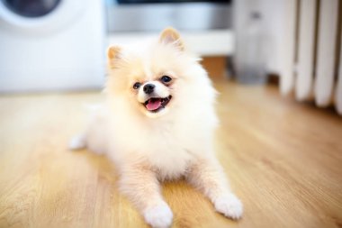 2-month old pomeranian spitz puppy at home