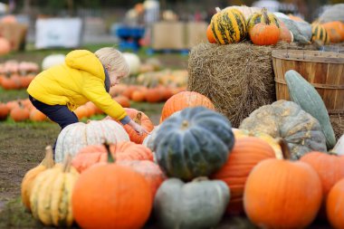 Sevimli küçük çocuk sonbaharda tarım çiftliğinde organik kabak seçimi.
