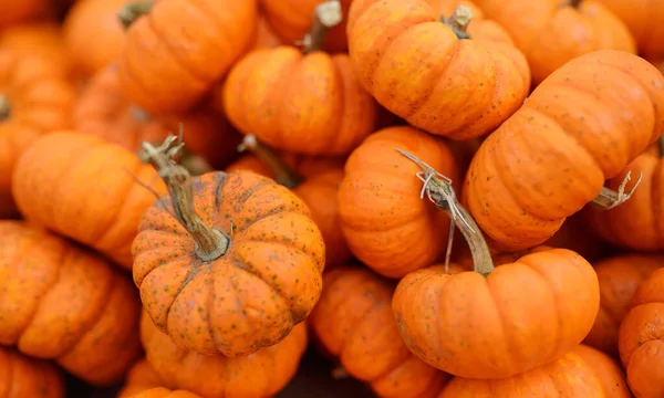 Свіжі здорові біо гарбузи на фермерському аграрному ринку восени . — стокове фото