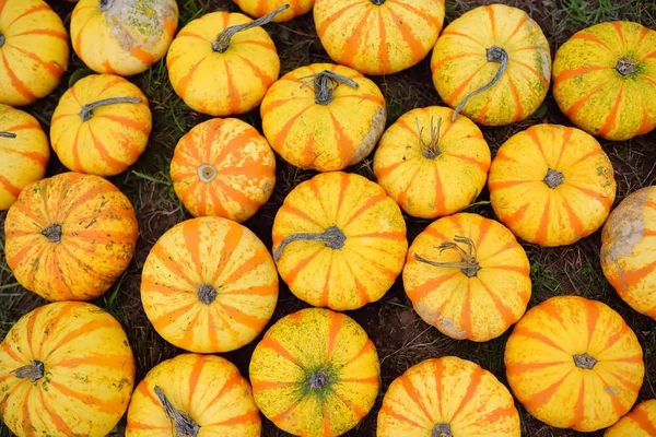 Fresh healthy bio pumpkins on farmer agricultural market at autumn. Pumpkin is traditional vegetable used on American holidays - Halloween and Thanksgiving Day. — Stock Photo, Image