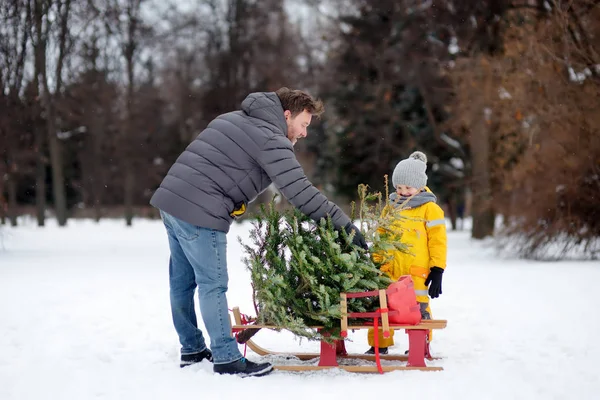 Menino com seu pai colocar uma árvore de Natal em um trenó para levá-lo para casa da floresta de inverno . — Fotografia de Stock
