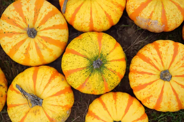 Fresh healthy bio pumpkins on farmer agricultural market at autumn. Pumpkin is traditional vegetable used on American holidays - Halloween and Thanksgiving Day. — Stock Photo, Image