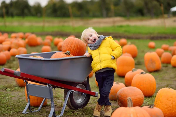Niño pequeño en un recorrido por una granja de calabazas en otoño. Niño lleva una carretilla con calabazas . — Foto de Stock