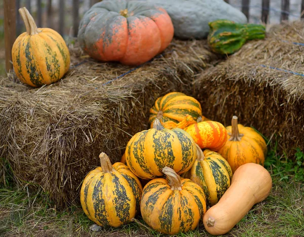 Giant heap of fresh large healthy bio pumpkins on agricultural farm at autumn. — Stock Photo, Image