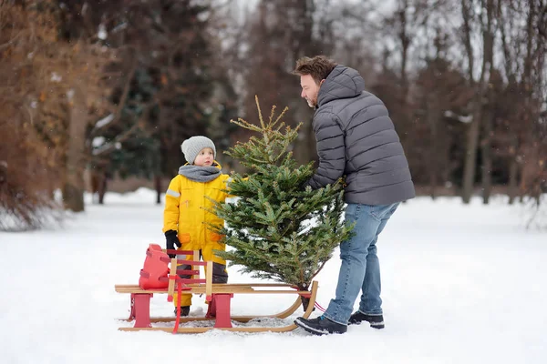 Kleine jongen met zijn vader legde een kerstboom op een slee om het mee naar huis te nemen uit het winterwoud. — Stockfoto