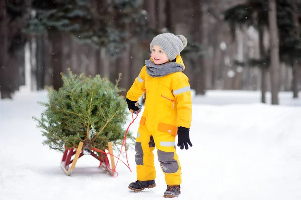 Niño pequeño lleva un árbol de Navidad en un trineo a casa desde el bosque de invierno . —  Fotos de Stock