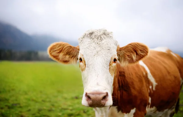 Vache dans la prairie européenne avec des montagnes rocheuses sur le fond. Jour nuageux d'automne ou d'été dans les Alpes allemandes (Deutschland ) — Photo