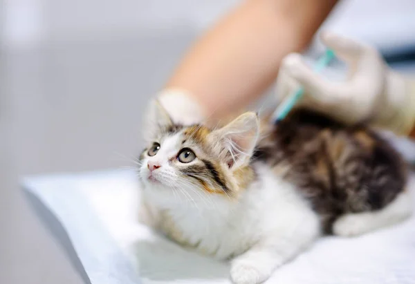 Vrouwelijke veterinaire arts geven van injectie voor leuk katje — Stockfoto