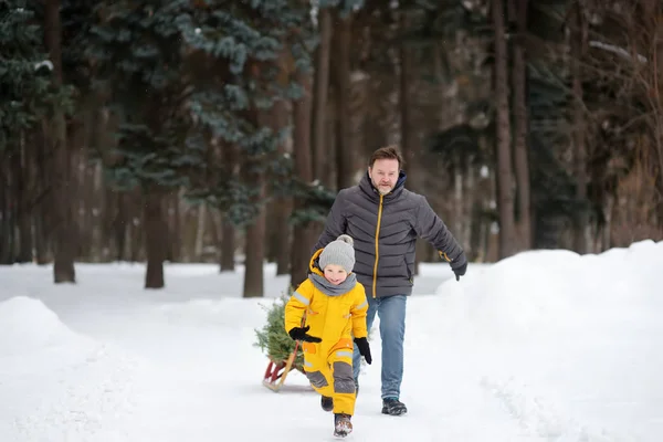 Menino carrega uma árvore de Natal em um trenó para casa da floresta de inverno . — Fotografia de Stock