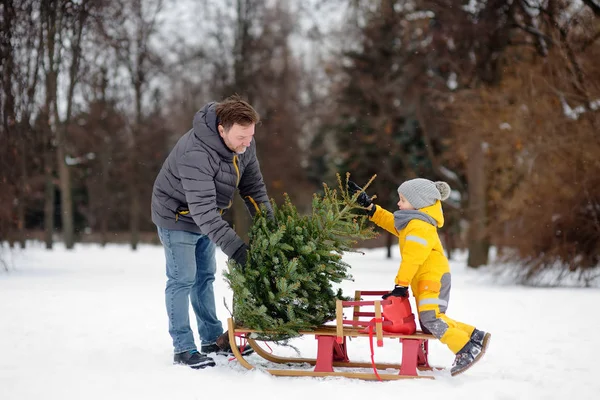 Kleiner Junge mit seinem Vater legte einen Weihnachtsbaum auf einen Schlitten, um ihn aus dem Winterwald mit nach Hause zu nehmen. — Stockfoto