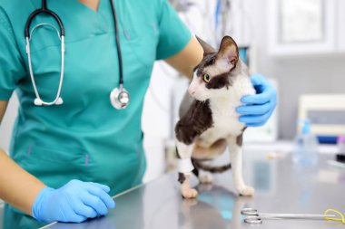 Veteriner bir veteriner kliniğinde engelli Cornish Rex cins bir kedi inceler. Kedinin sadece üç bacağı var..