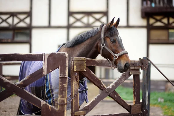 Cavalo na levada do clube equestre . — Fotografia de Stock