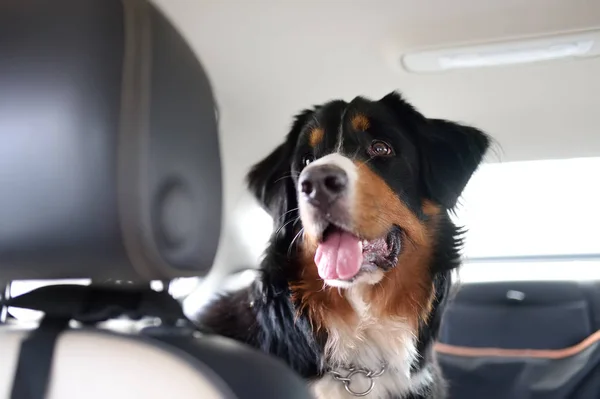 Czysty pies rasy sennenhund jazdy w samochodzie. Transport dużych zwierząt. Bernese Mountain Dog czeka na powrót właściciela. Zagłówek przedniego siedzenia na pierwszym planie. — Zdjęcie stockowe