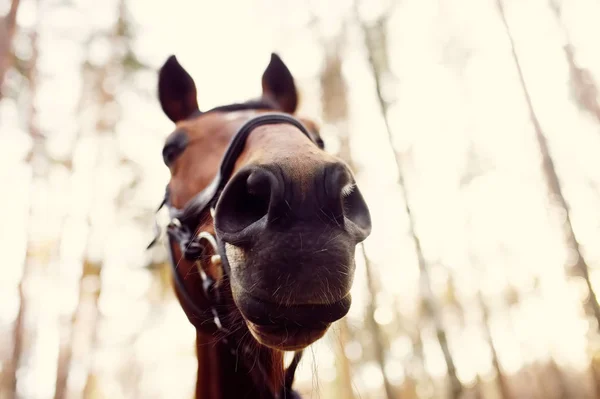 Engraçado close-up de focinho de cavalo . — Fotografia de Stock