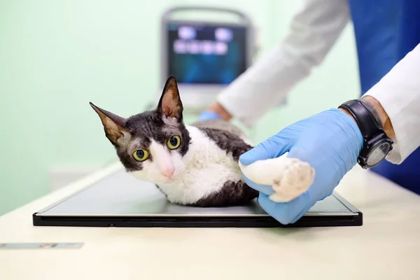 Veterinarian doctor are going to do an x-ray of the breed Cornish Rex cat during the examination in veterinary clinic. — Stock Photo, Image