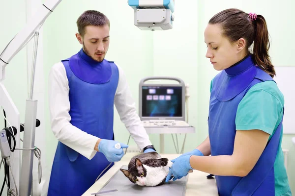 在兽医诊所检查期间，两名兽医将对品种Cornish Rex的猫进行X光检查. — 图库照片