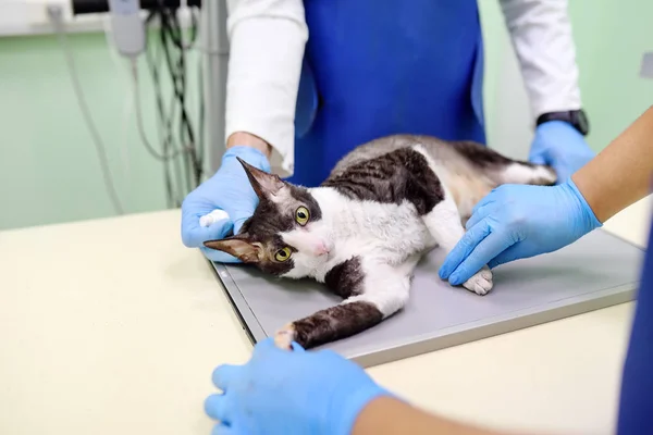 Два врача-ветеринара сделают рентген породы корнуолльских кошек во время осмотра в ветеринарной клинике . — стоковое фото