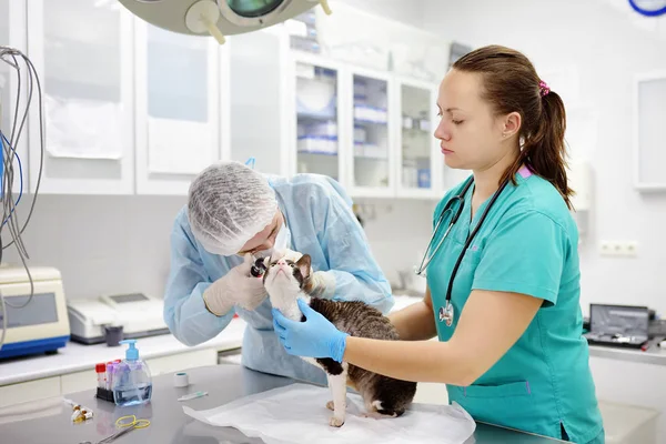 Два ветеринара-врача проверяют уши кошки породы корниш-рекс с помощью отоскопа в ветеринарной клинике . — стоковое фото
