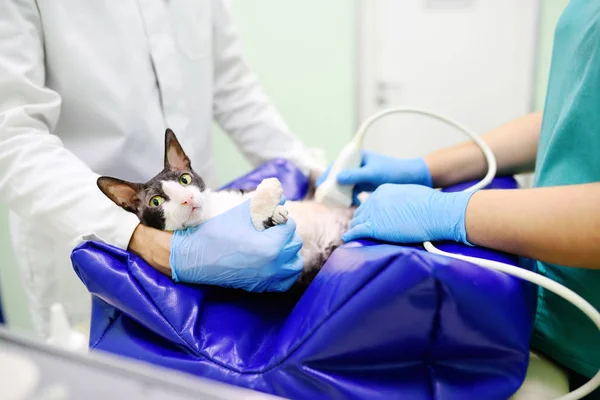 Cat having ultrasound scan in vet office. — Stock Photo, Image