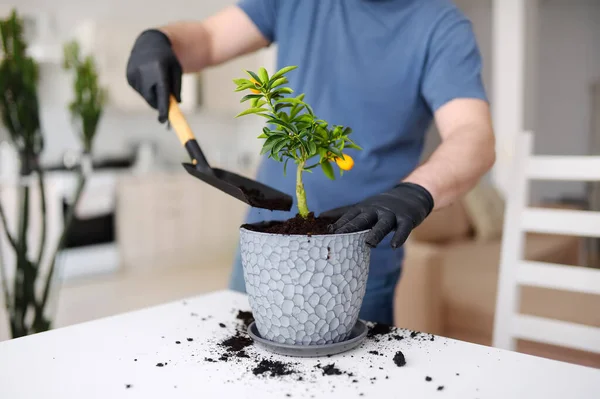 Homem Transplantando Uma Planta Sala Calamondin Vaso Grande Novo Fortunella — Fotografia de Stock