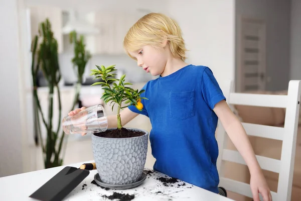 Förskolebarn Vattna Krukväxt Calamondin Efter Omplantering Till Stor Blomkruka Lyckobringare — Stockfoto