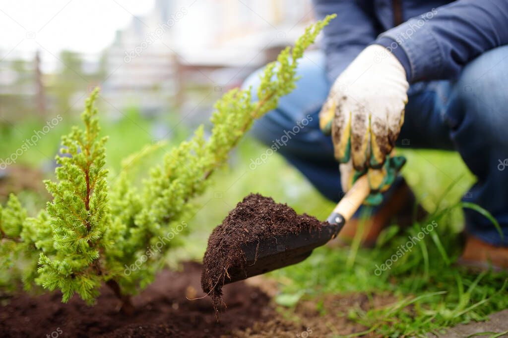 Gardener planting juniper plants in the yard. Seasonal works in the garden. Landscape design. landscaping. Ornamental shrub juniper.