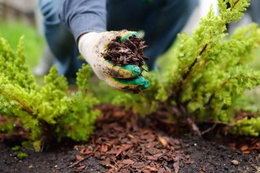 Gardener mulching with pine bark juniper plants in the yard. Seasonal works in the garden. Landscape design. Ornamental shrub juniper. clipart