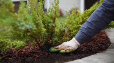 Bahçıvan bahçesinde çam ağacı kabuğu ve ardıç bitkisi yetiştiriyor. Bahçede mevsimlik işler. Peyzaj tasarımı. Bahçe düzenleme. Süslü çalılık ardıcı.