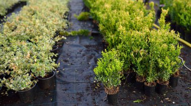 Baharın ilk zamanlarında bahçe merkezindeki bitkiler. Peyzaj tasarımı. Ağaç dikme mevsimi.