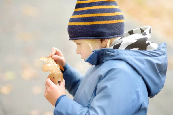 小男孩在落下来的橡树叶上探索一滴水 小孩在探索自然好奇儿童的秋季活动 — 图库照片