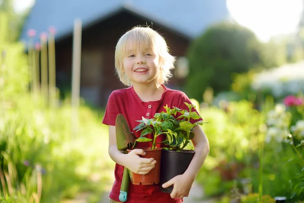 Předškolní Chlapec Drží Sazenice Plastových Květináčích Domácí Zahradě Letního Slunečného — Stock fotografie