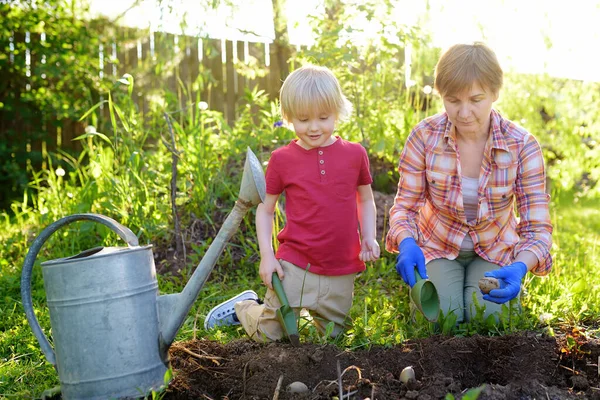 小孩和女人在后院种土豆 妈妈小助手 在花园里季节性地干活 — 图库照片